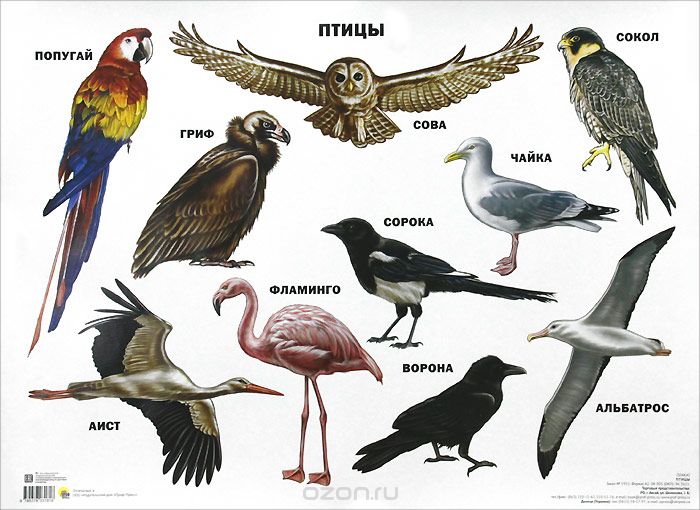 Птицы. Плакат