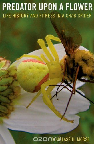 Predator upon a Flower – Life History and Fitness in a Crab Spider