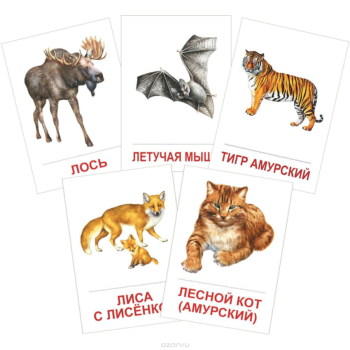 Дикие животные (набор из 16 карточек)